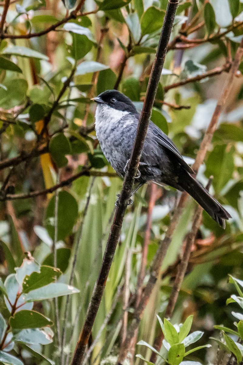 Black-backed Bush Tanager - David Monroy Rengifo