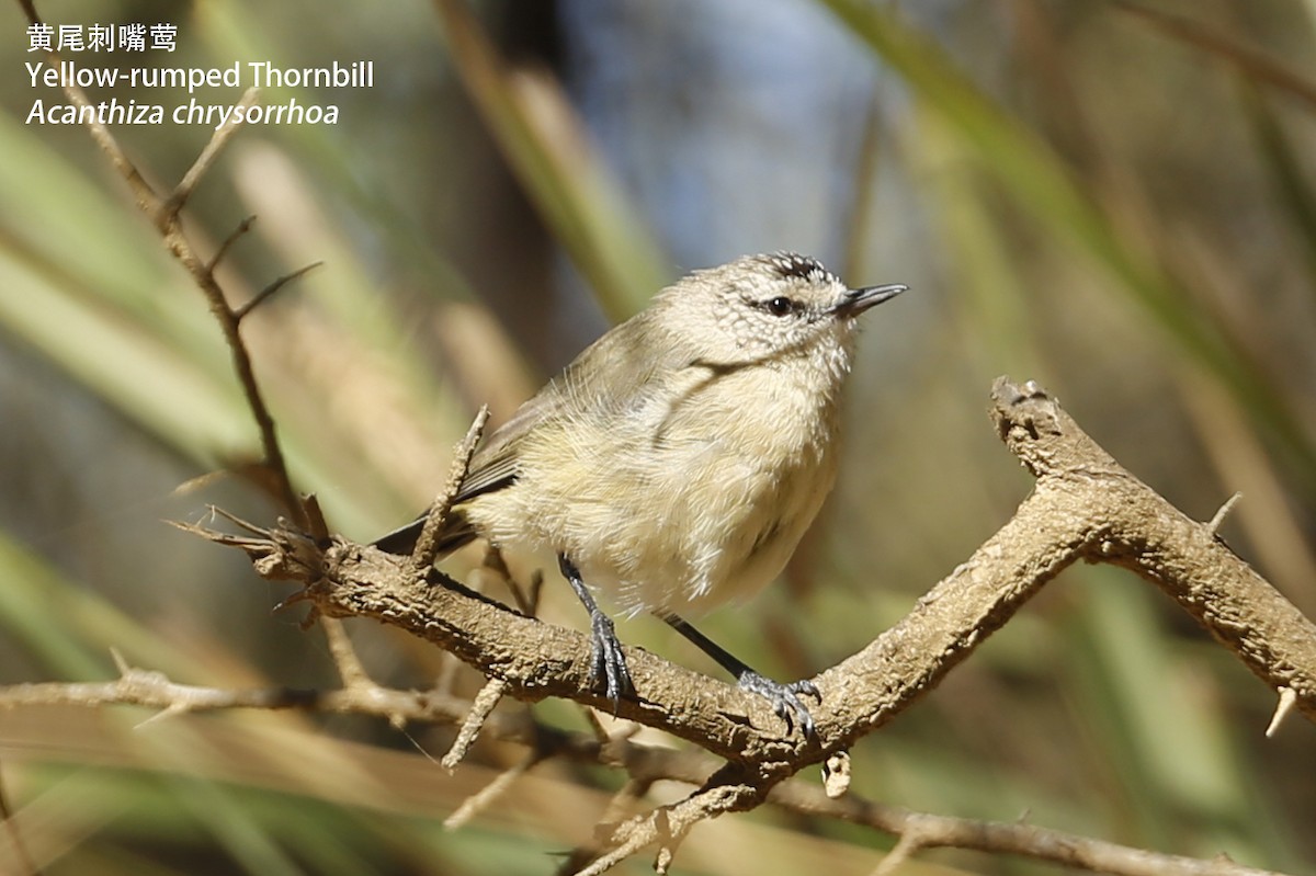 Yellow-rumped Thornbill - Zhen niu