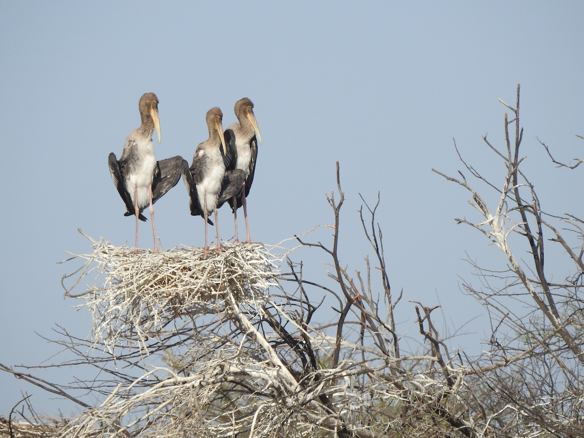 Painted Stork - ML142553921