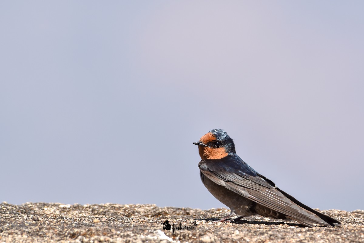 Hill Swallow - ML142554171