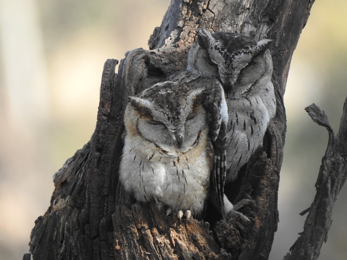 Indian Scops-Owl - ML142554281