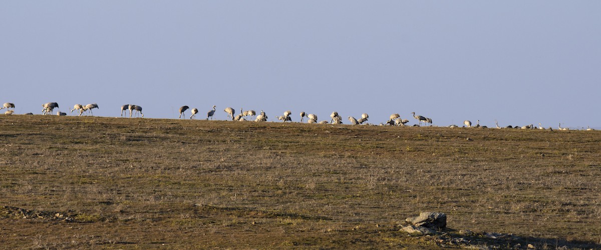 עגור אפור - ML142554461