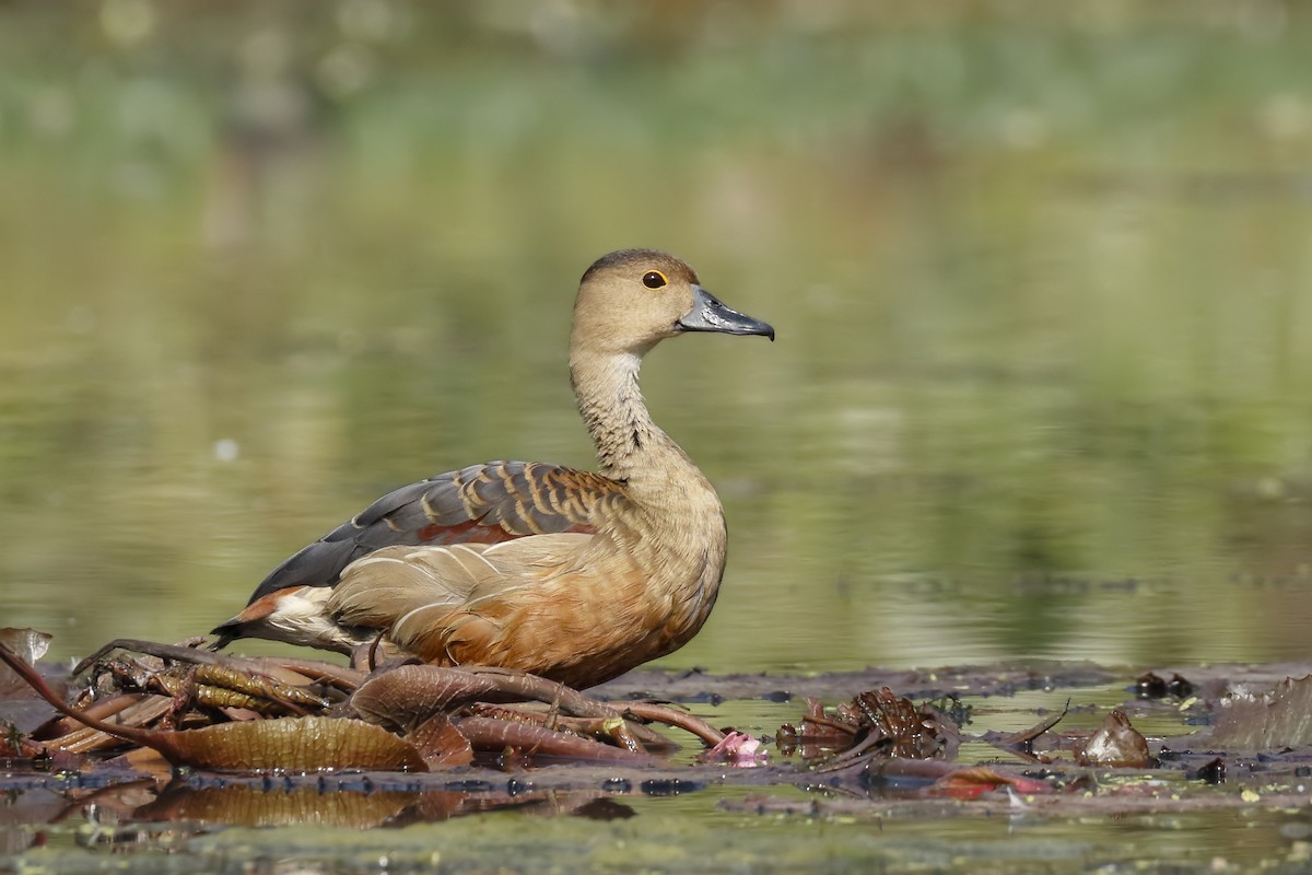 Lesser Whistling-Duck - ML142555301