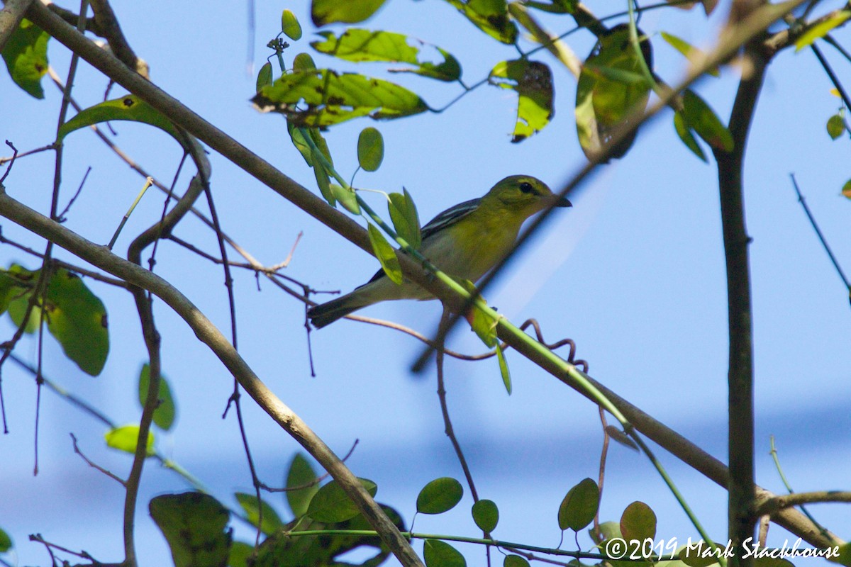 Yellow-throated Vireo - ML142556871