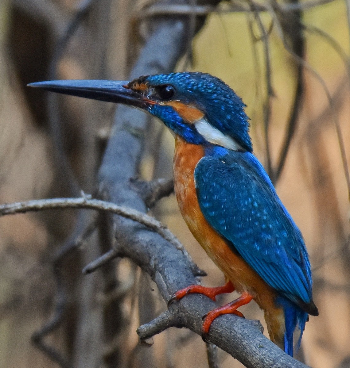 Common Kingfisher - Srinivas Mallela