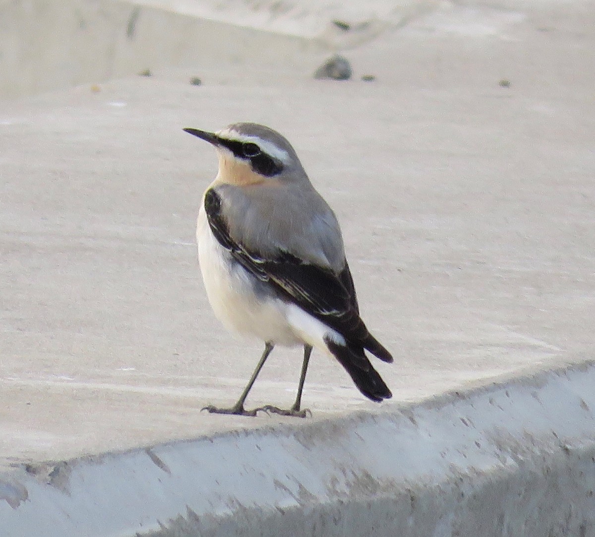 Northern Wheatear - ML142557781