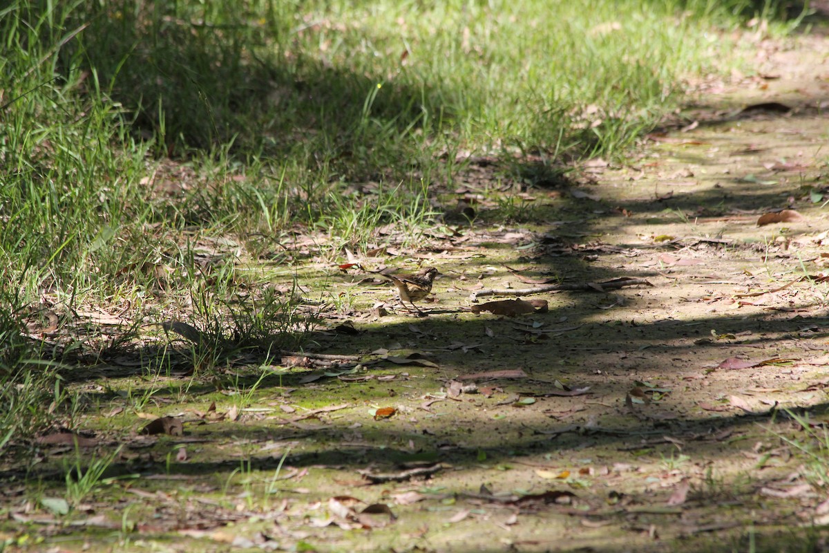 Speckled Warbler - ML142561461