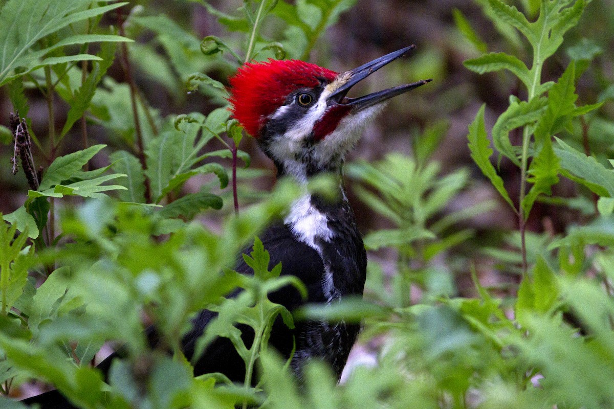 Pileated Woodpecker - ML142562211