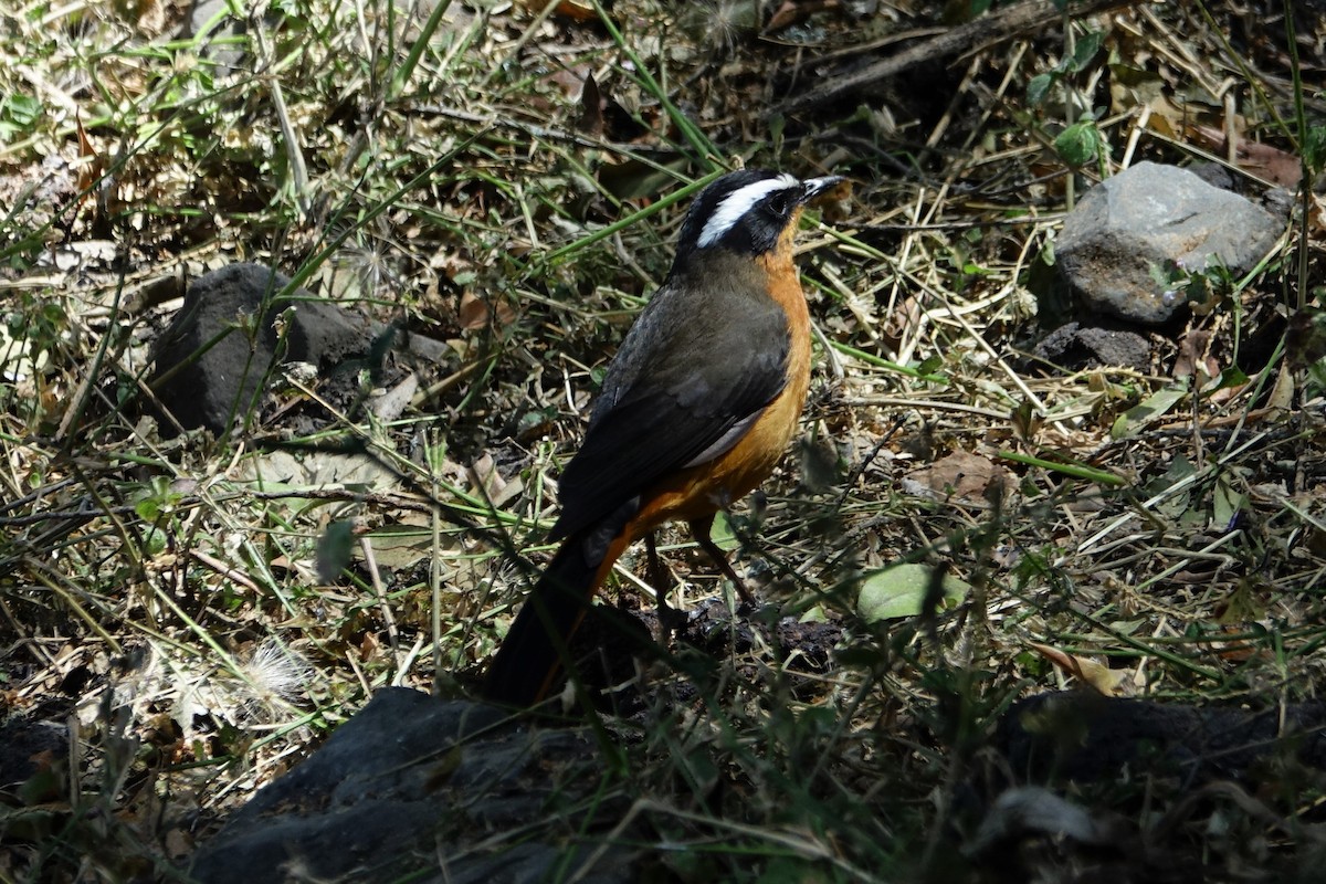 Rüppell's Robin-Chat - Martin Brookes