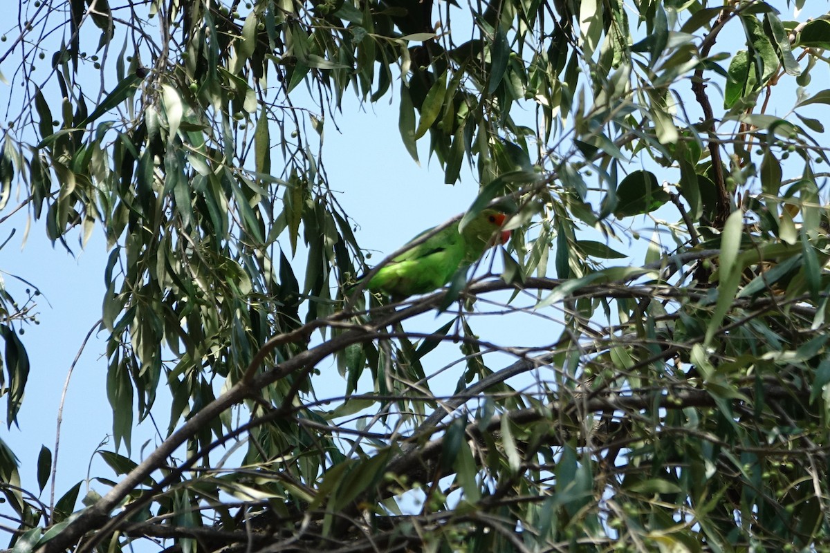 Black-winged Lovebird - ML142562521