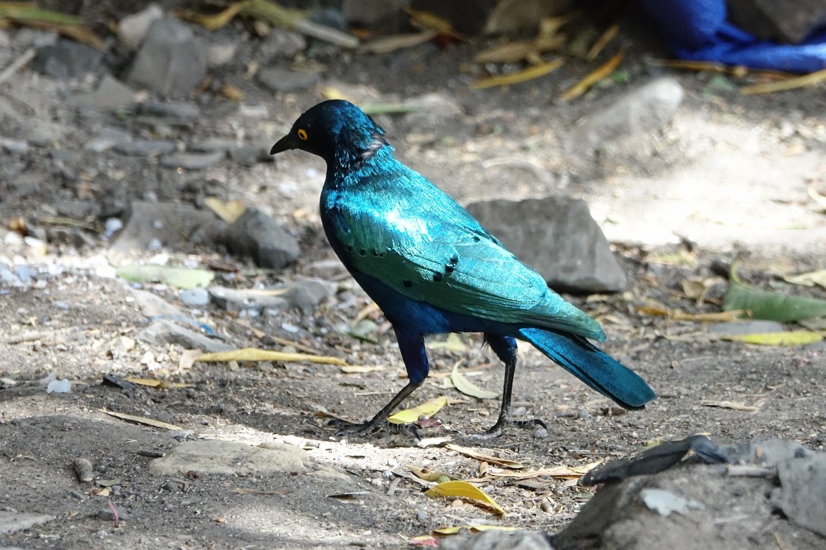 Greater Blue-eared Starling - Martin Brookes