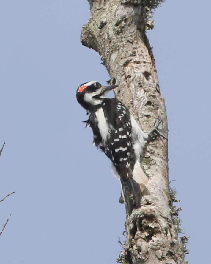 Hairy Woodpecker - ML142562861