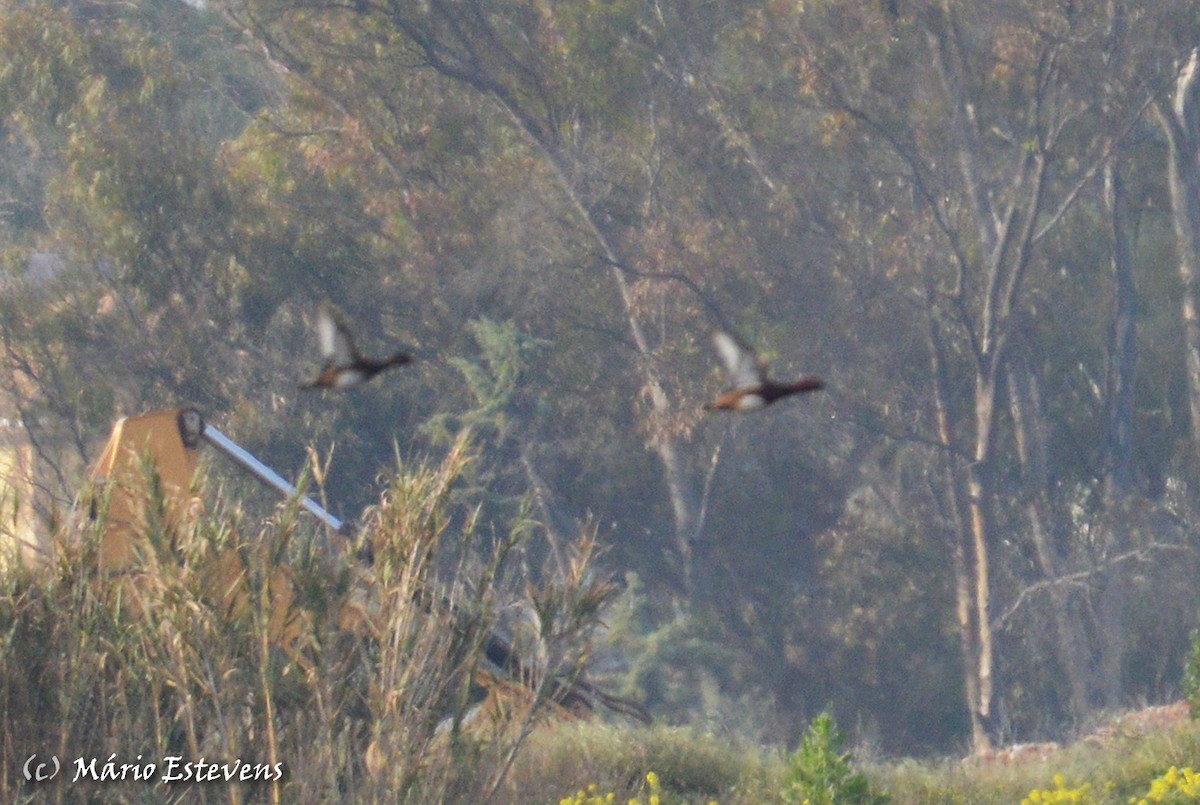 Ferruginous Duck - ML142563871