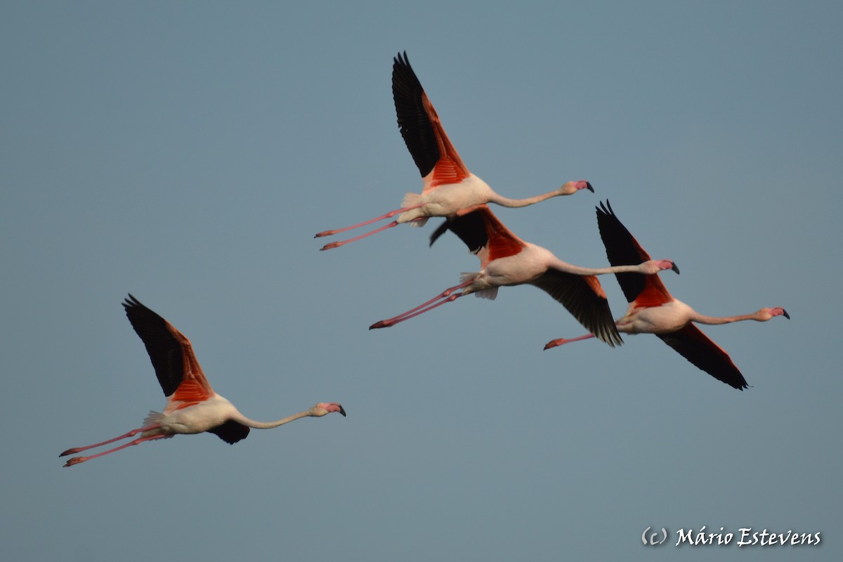 Flamant rose - ML142563901