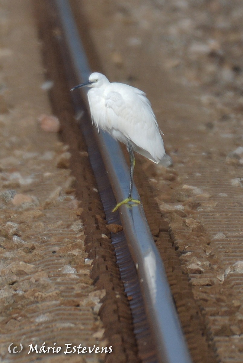 Aigrette garzette - ML142563921