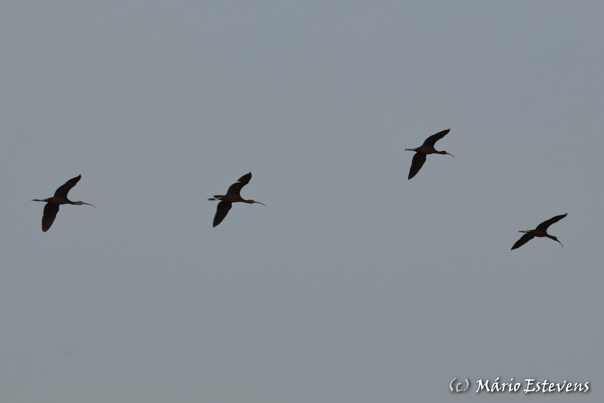 Glossy Ibis - ML142563951