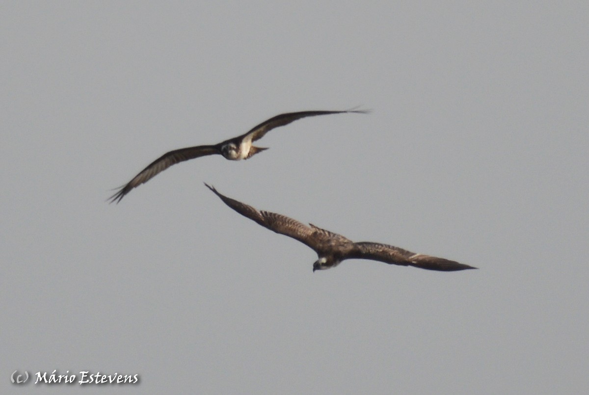 Águila Pescadora - ML142563961