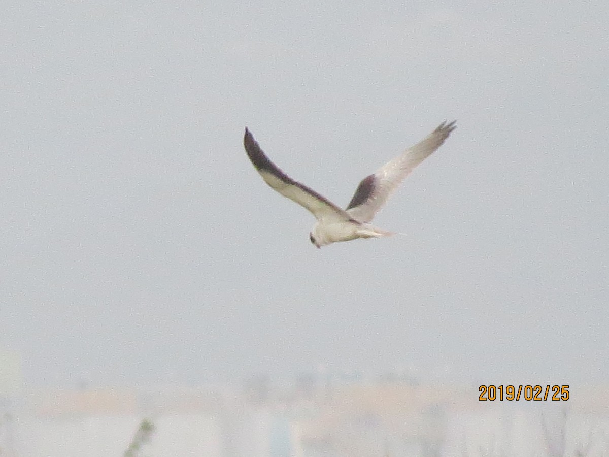 Black-winged Kite - ML142564611