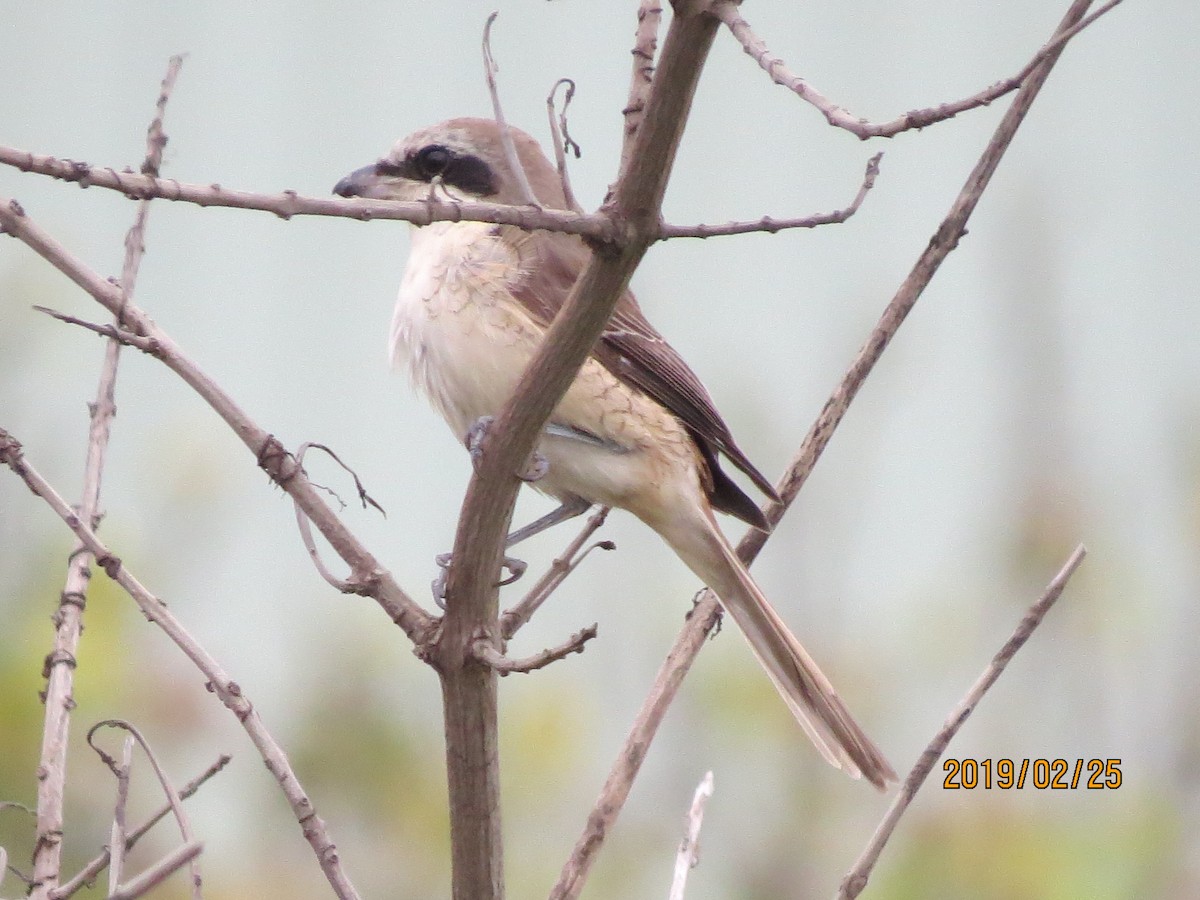 Brown Shrike - ML142564661