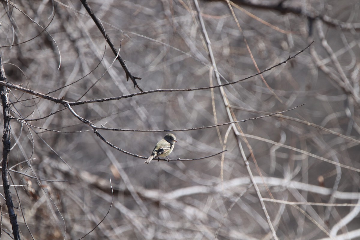 Dusky Flycatcher - ML142566031