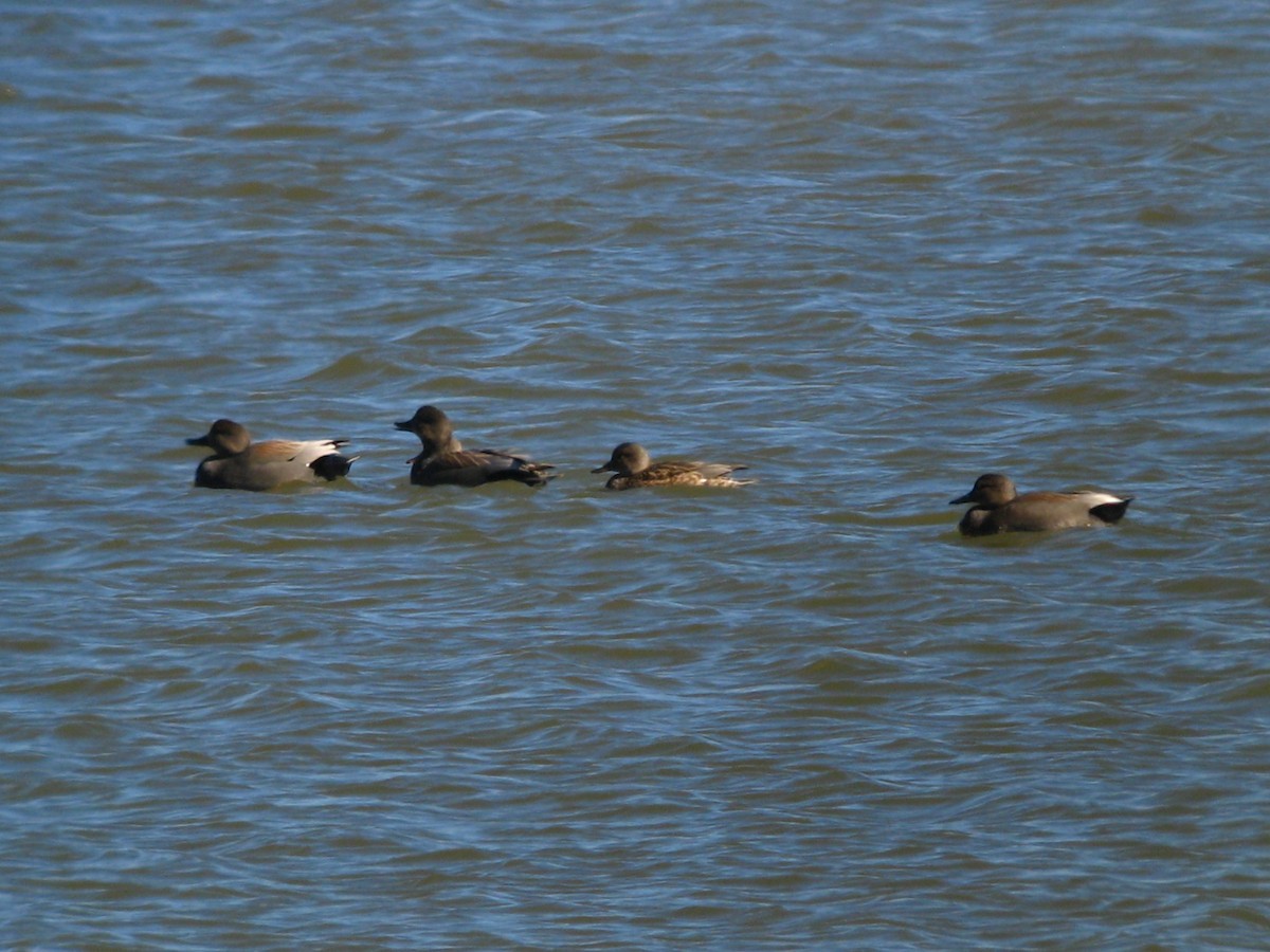 Gadwall - Chris Barrigar