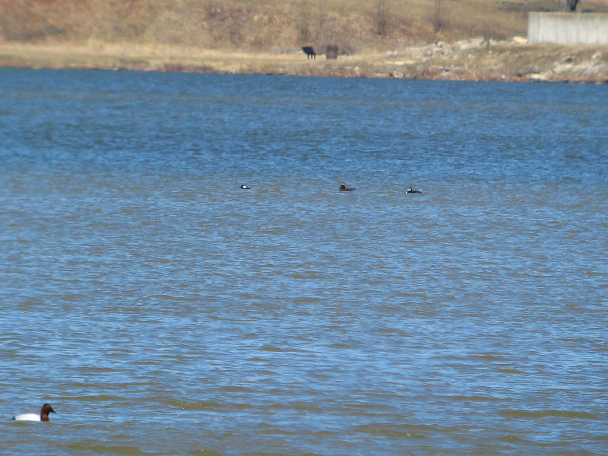 Hooded Merganser - ML142569361