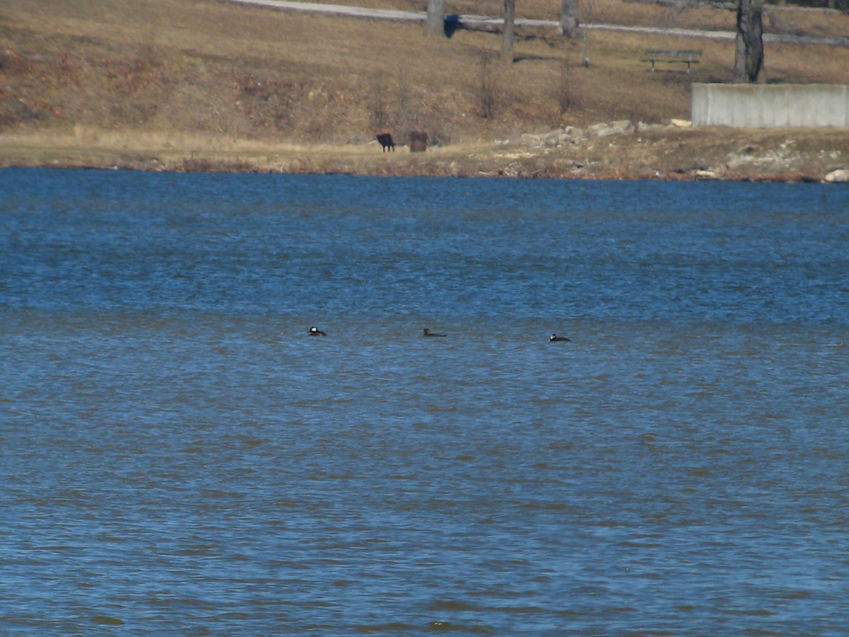 Hooded Merganser - ML142569371