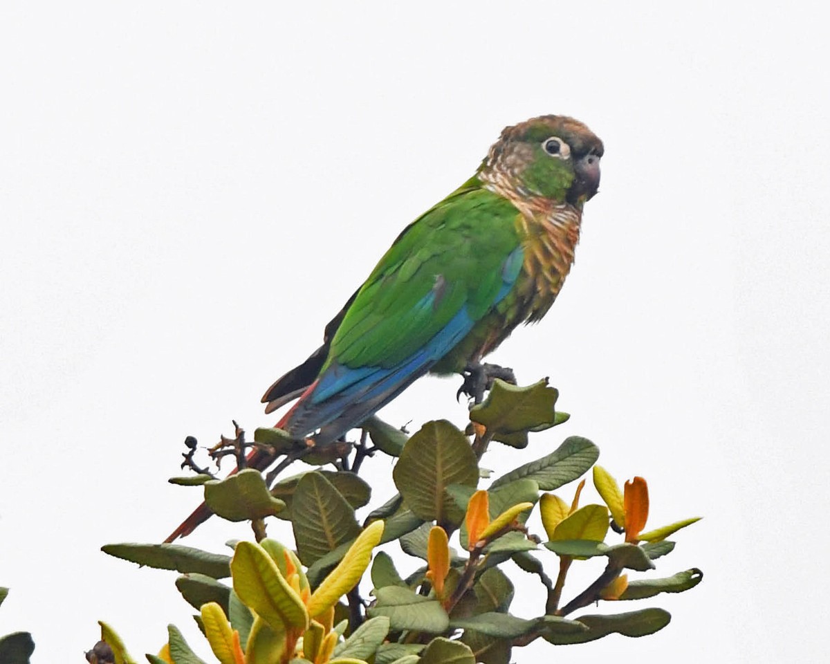 Green-cheeked Parakeet - ML142570221