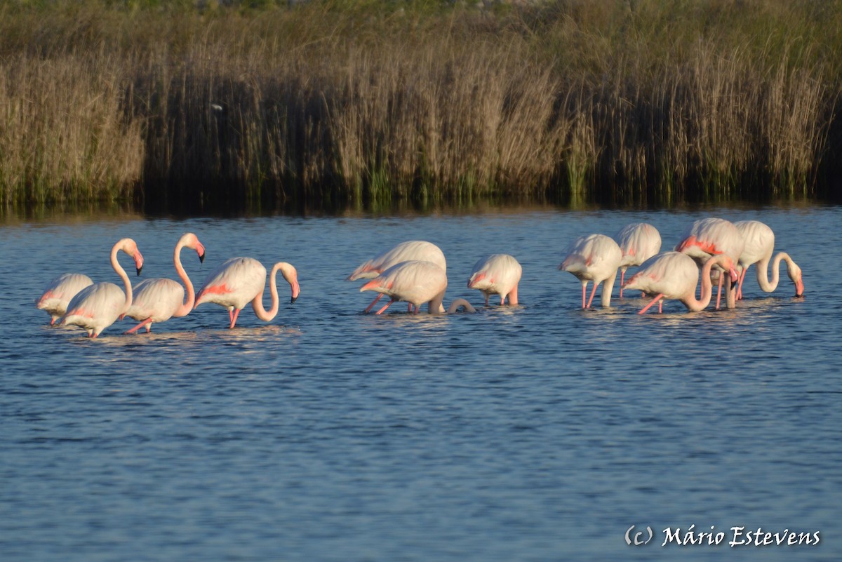 Greater Flamingo - ML142571771