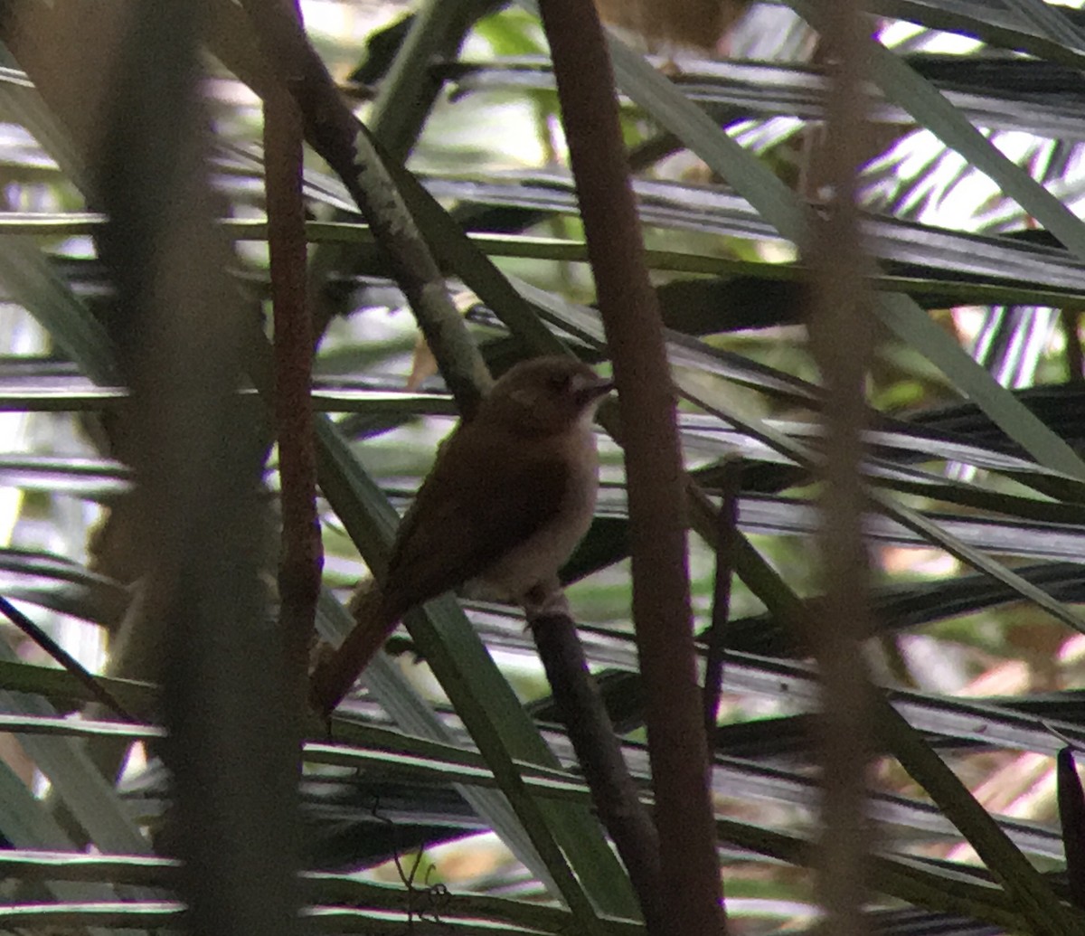 Gray-chested Jungle Flycatcher - ML142571811