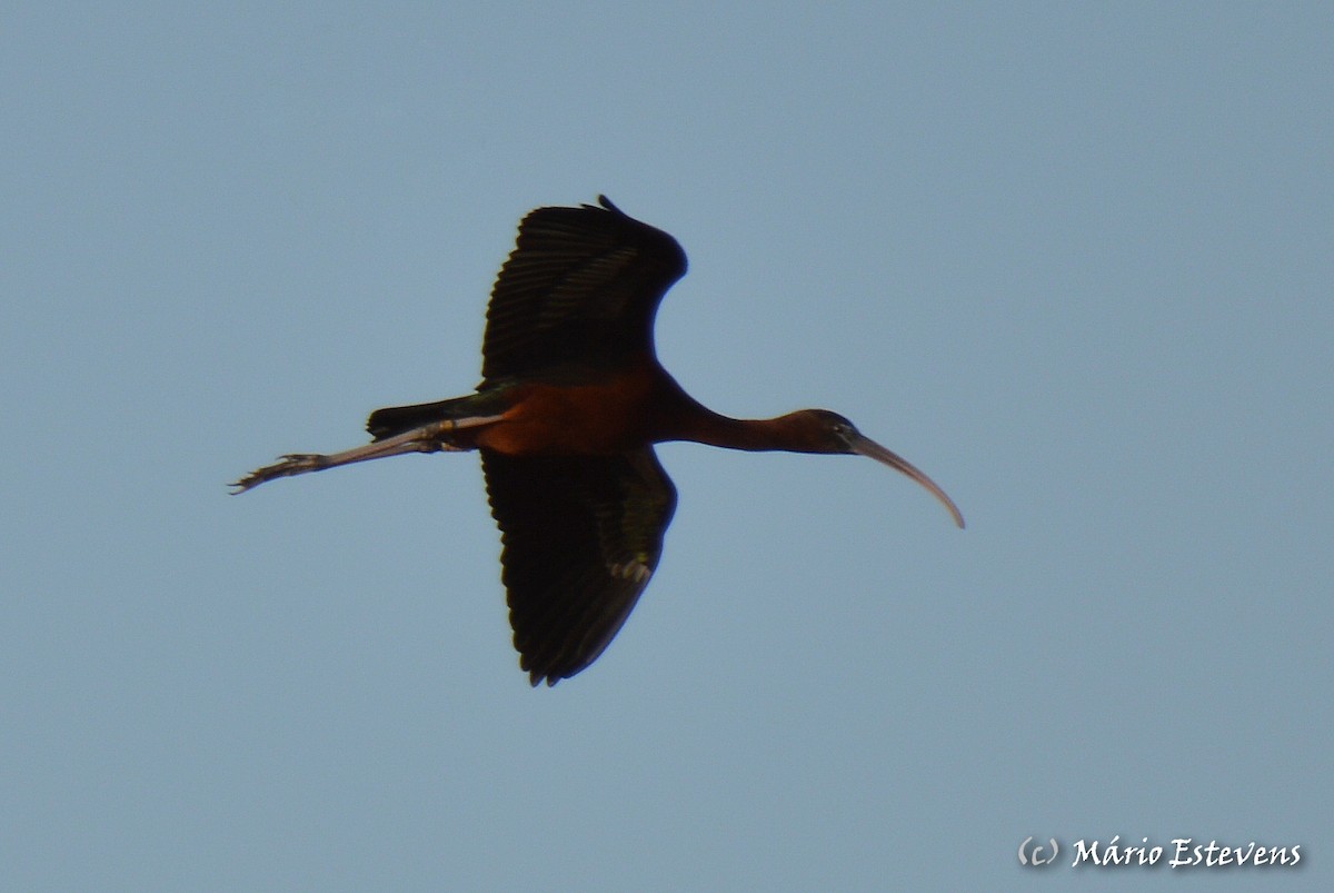 ibis hnědý - ML142571841