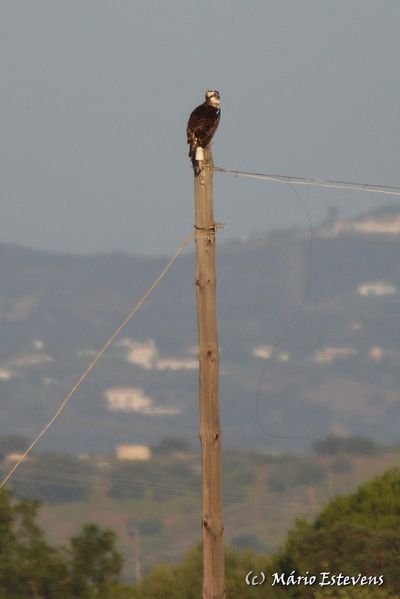 Osprey - ML142571891