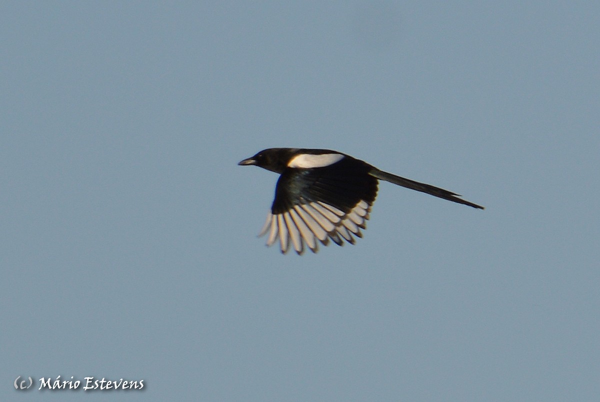 Eurasian Magpie - ML142571931