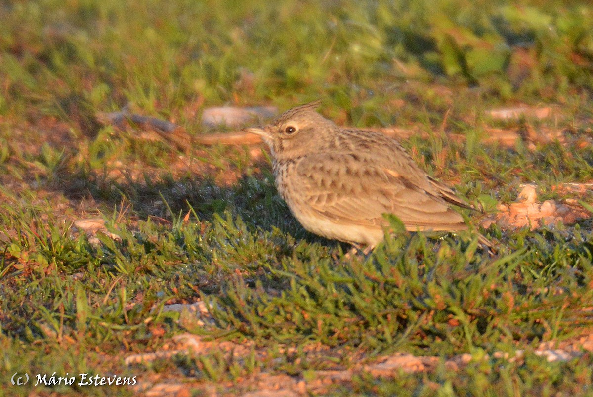 Crested Lark - ML142571941