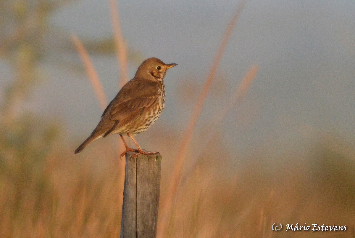 Song Thrush - ML142572001