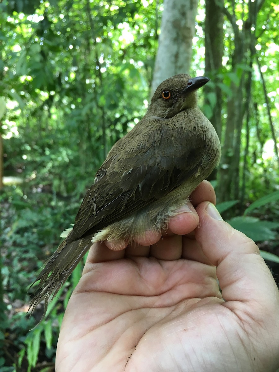 Red-eyed Bulbul - ML142572291