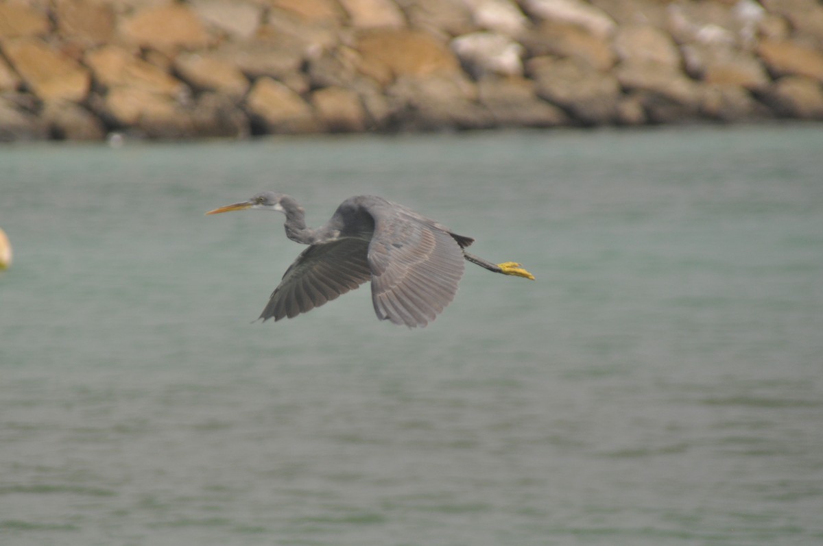 Western Reef-Heron - ML142572311