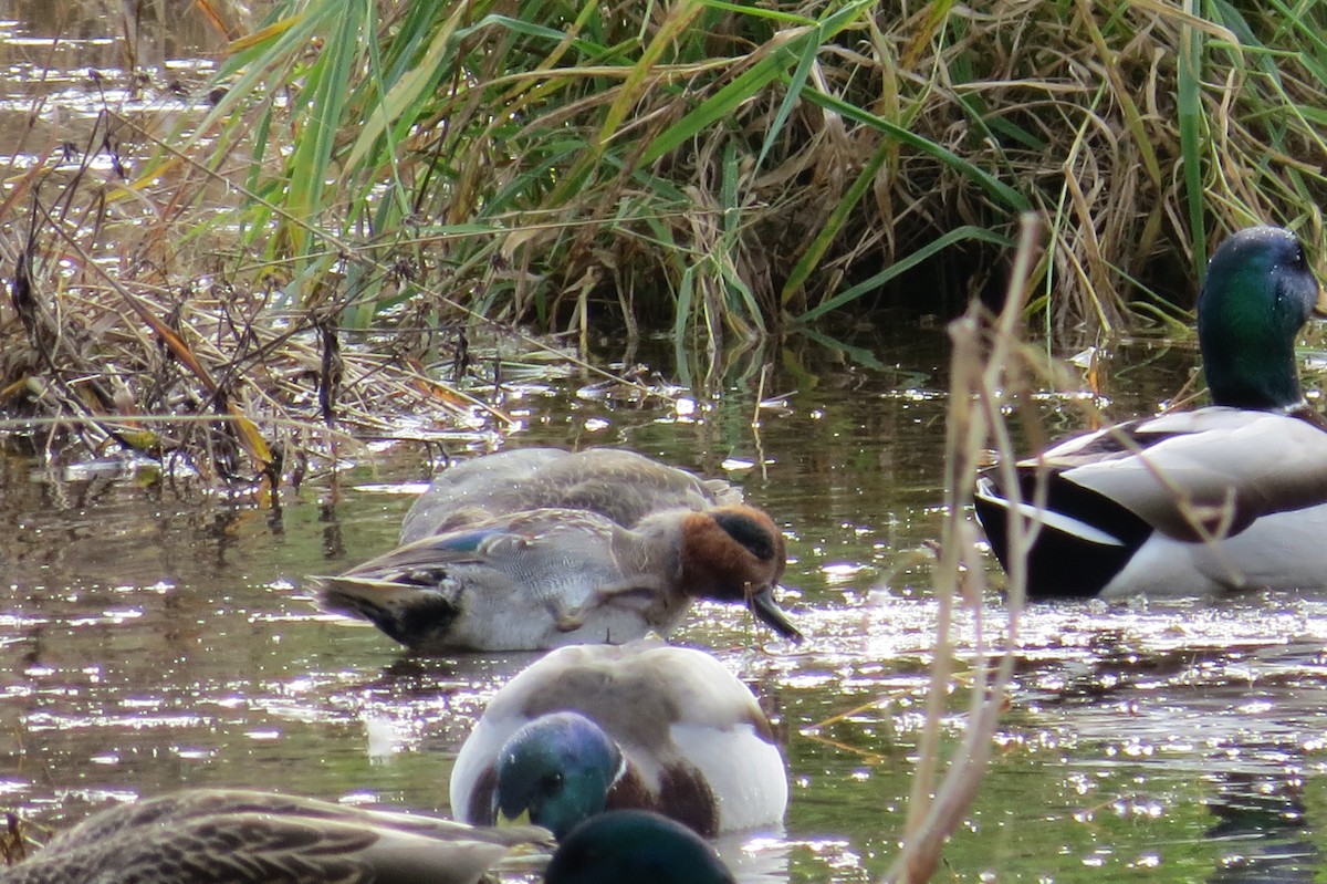 Ногоохон нугас - ML142573241