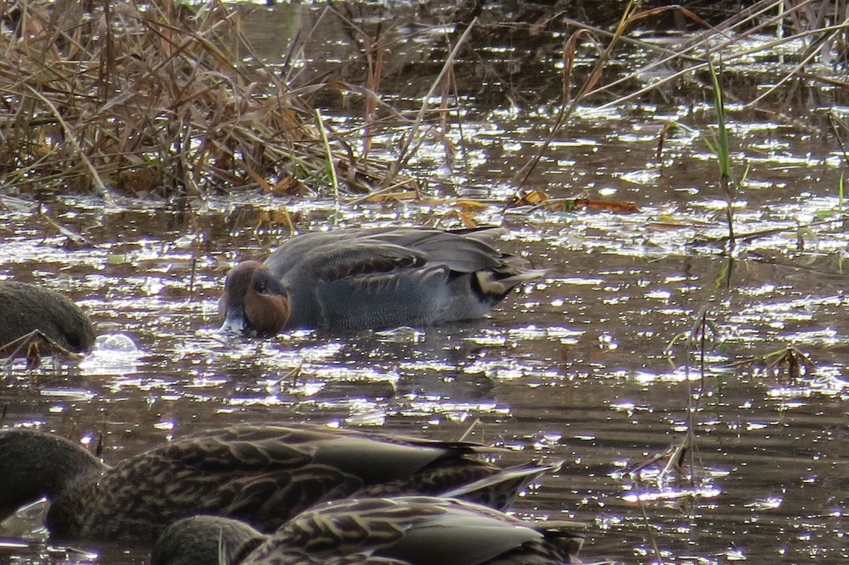 Ногоохон нугас - ML142573251