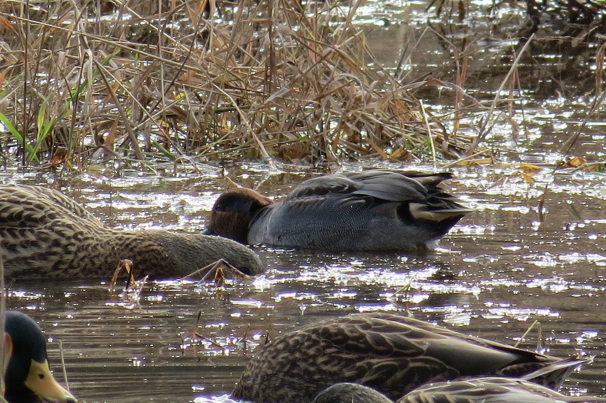 Ногоохон нугас - ML142573261