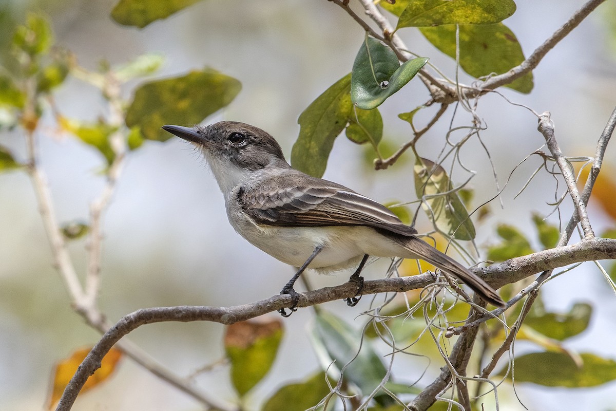 La Sagra's Flycatcher - ML142574771