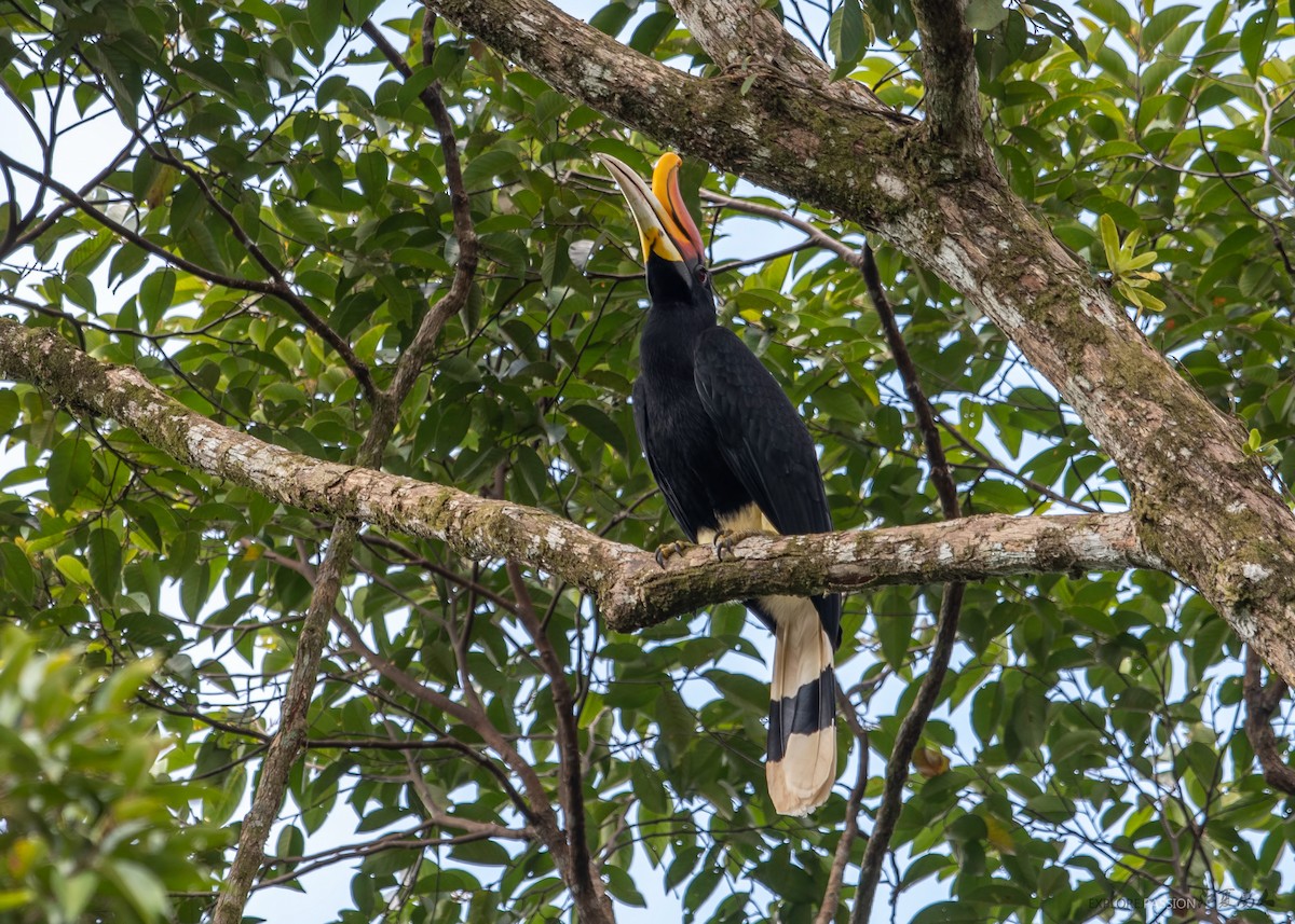 Rhinoceros Hornbill - ML142575461