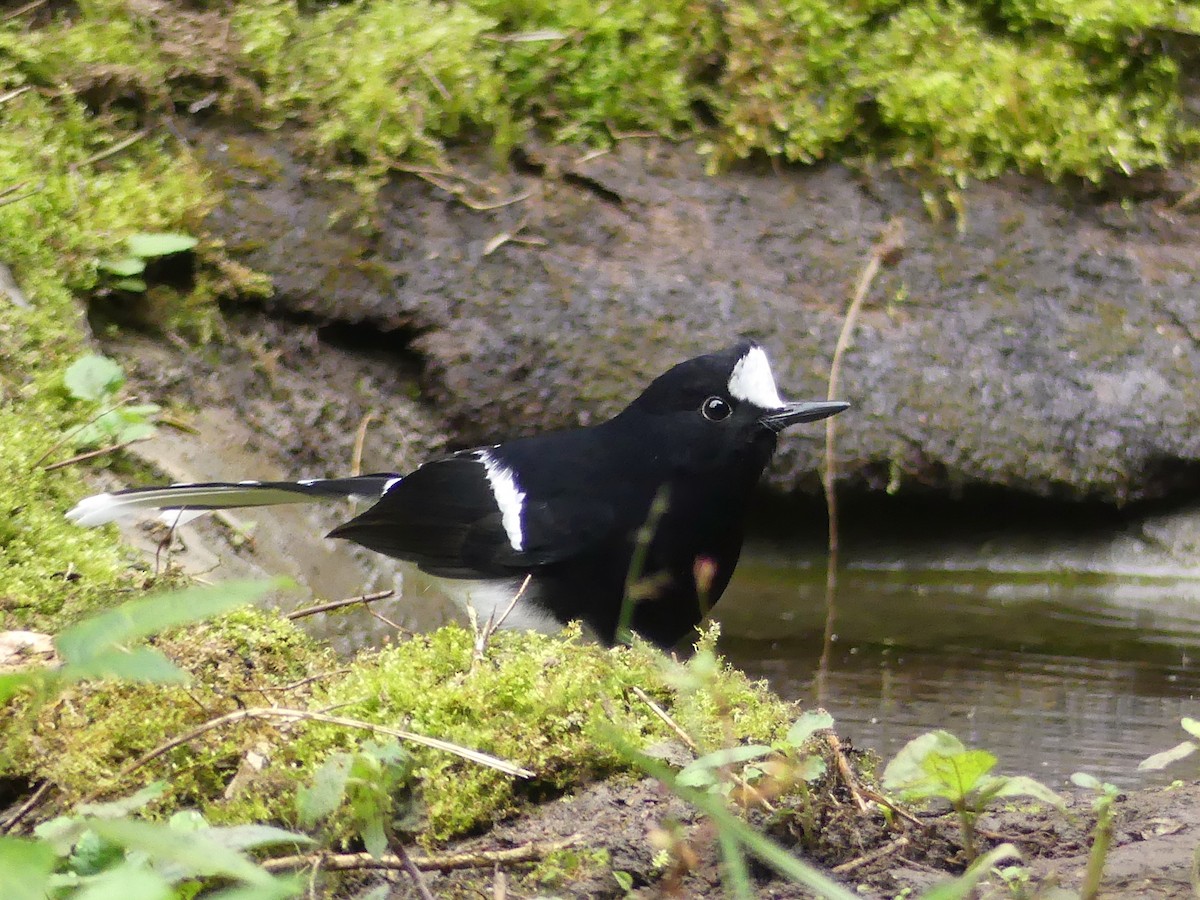 White-crowned Forktail - ML142575891