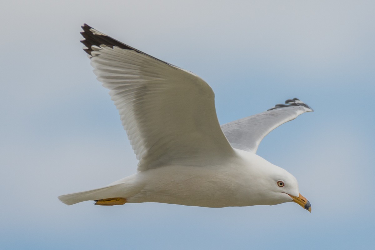 Ring-billed Gull - ML142577271