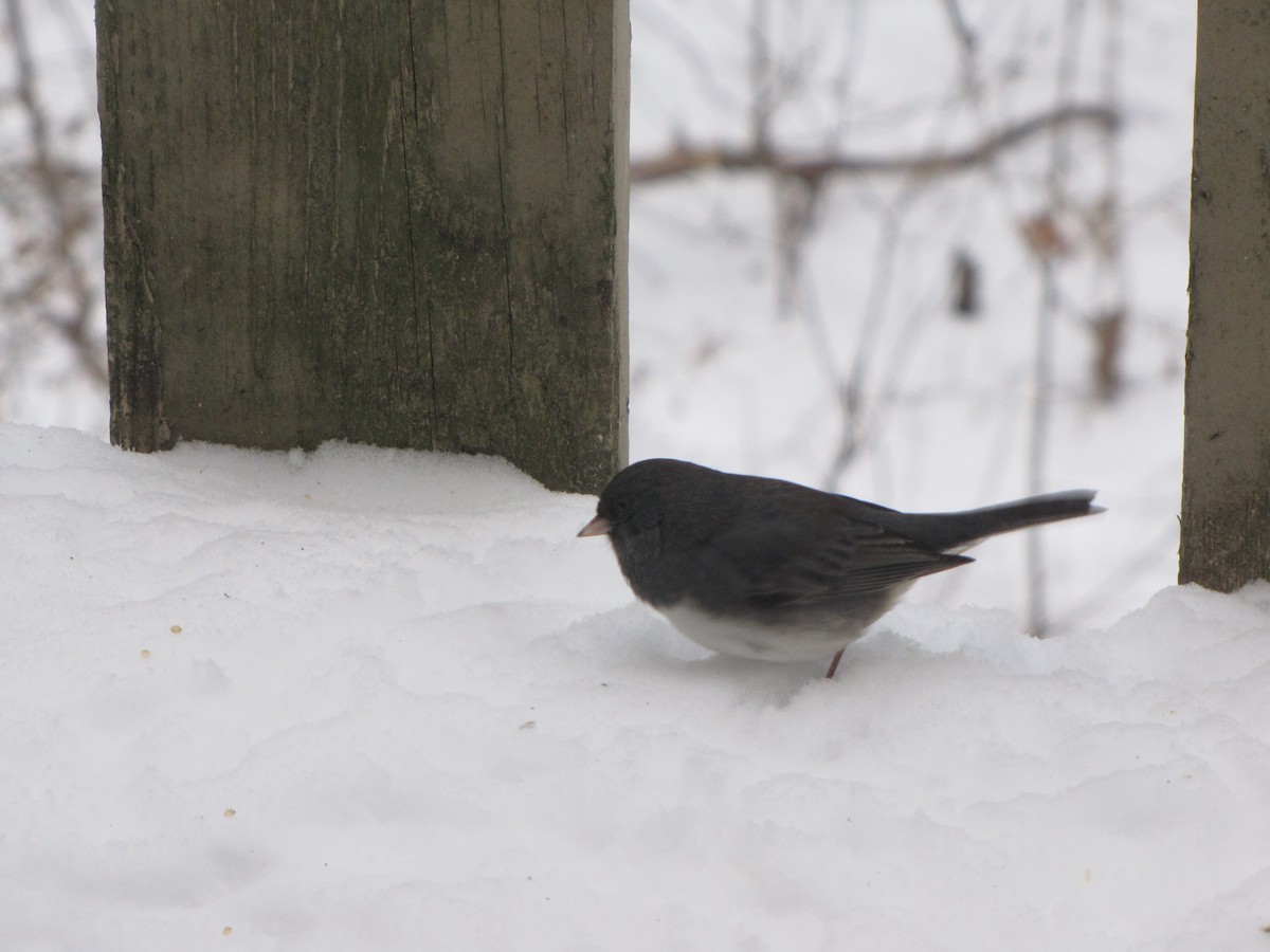 Dark-eyed Junco - Tyler Hampton