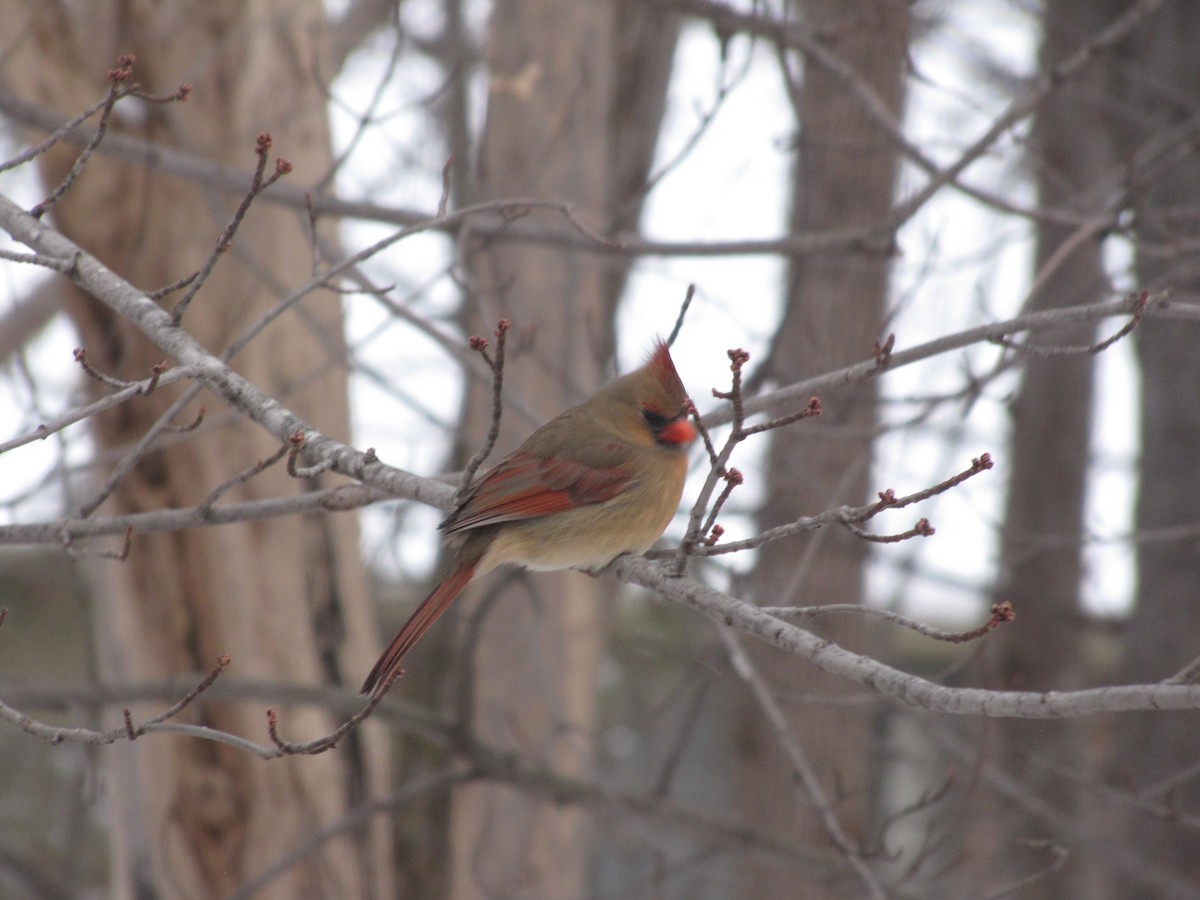 Northern Cardinal - Tyler Hampton