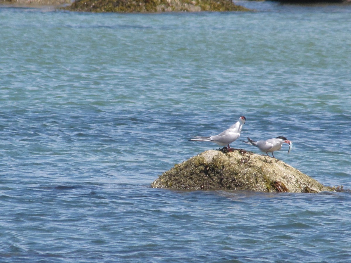 Common Tern - Tyler Hampton