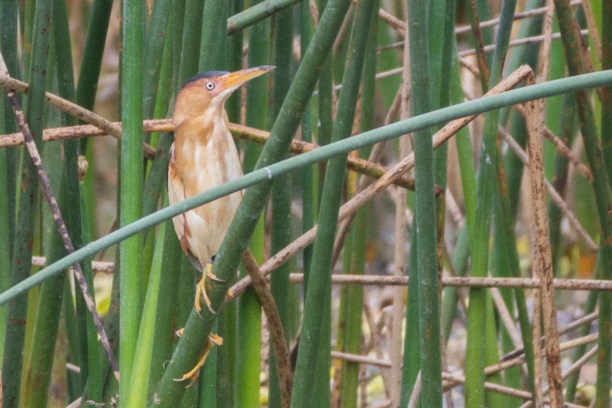 Least Bittern - ML142580351