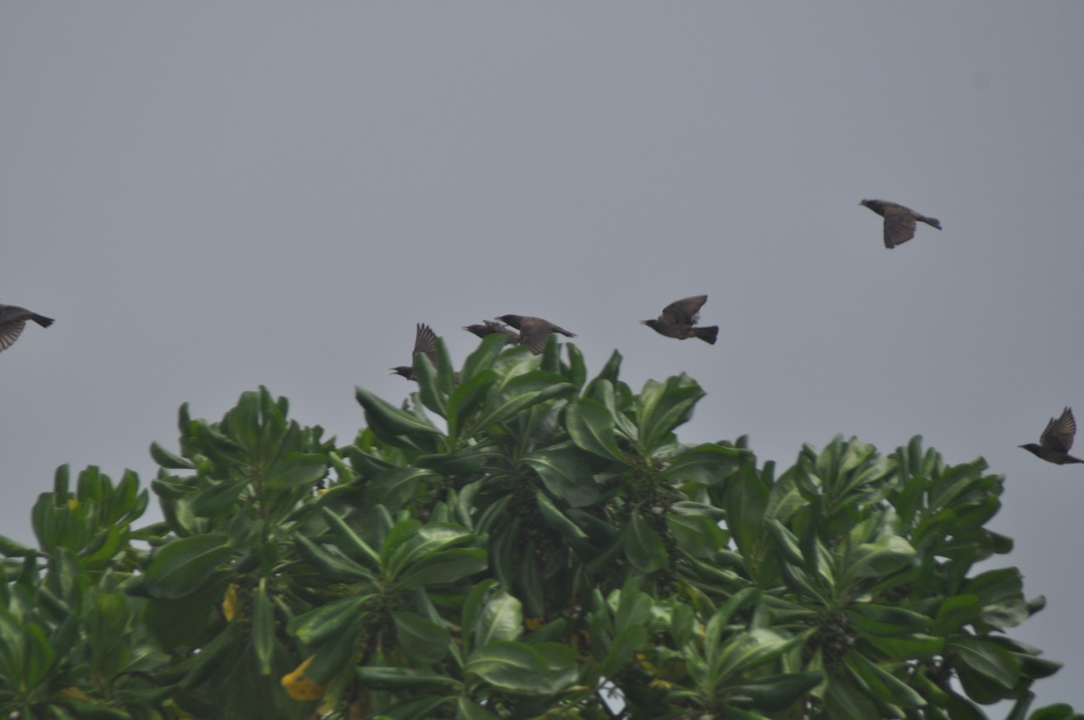 Rosy Starling - ML142580491