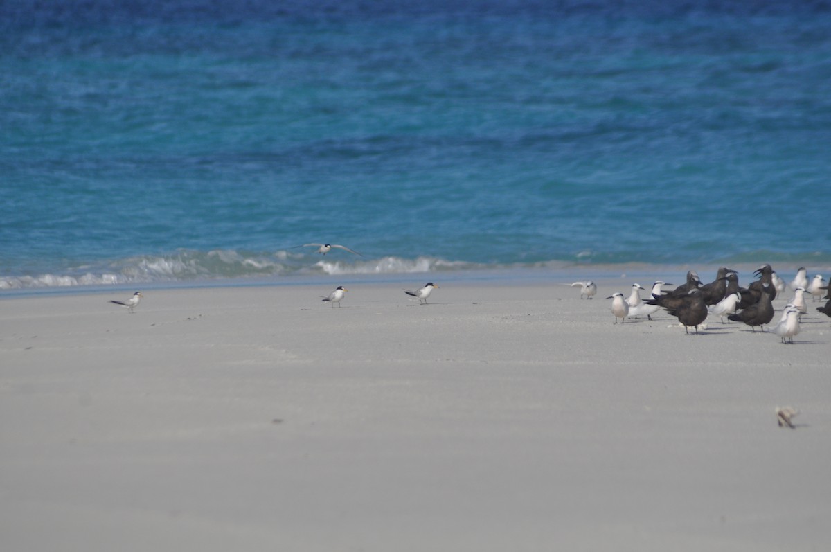 Saunders's Tern - ML142581461